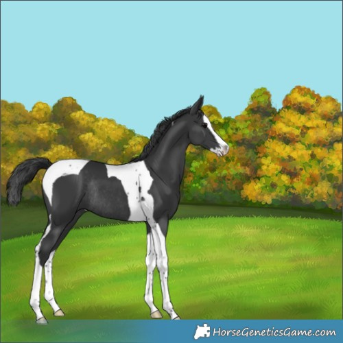 Horse Color:Black Splash Tobiano Rabicano 