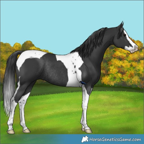 Horse Color:Black Splash Tobiano Rabicano 