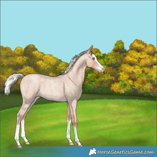 Horse Color:Silver Amber Champagne Roan Sabino Splash