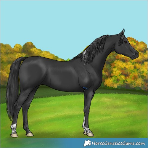 Horse Color:Black Tobiano Rabicano 