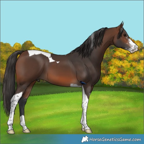 Horse Color:Brown Sabino Tobiano 