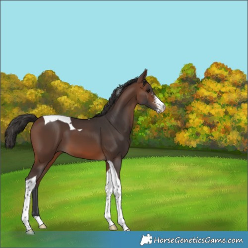 Horse Color:Brown Sabino Tobiano