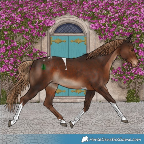 Horse Color:Liver Chestnut Tobiano Appaloosa Rabicano