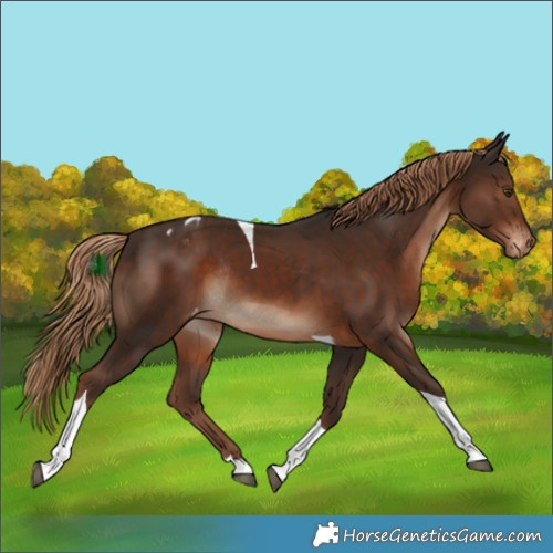 Horse Color:Liver Chestnut Tobiano Appaloosa Rabicano 