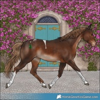 Horse Color:Liver Chestnut Tobiano Appaloosa Rabicano