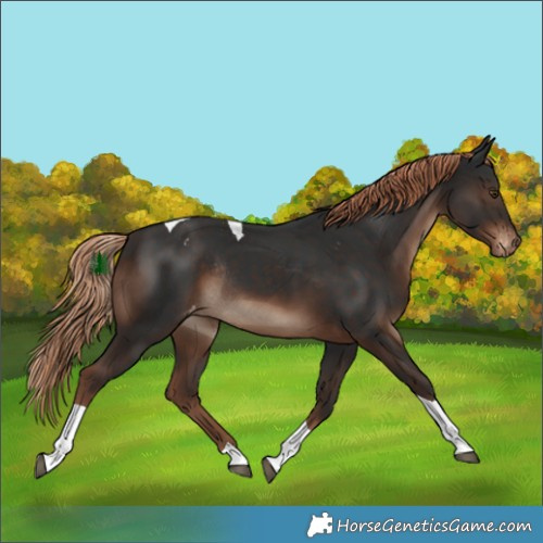 Horse Color:Liver Chestnut Tobiano Appaloosa Rabicano 