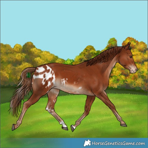 Horse Color:Chestnut Skewed Appaloosa 