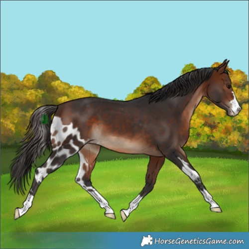 Horse Color:Bay Skewed Appaloosa 