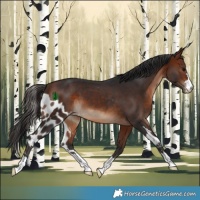 Horse Color:Bay Skewed LP Spotted 