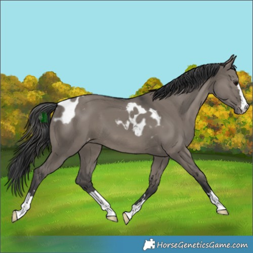 Horse Color:Grullo Skewed Appaloosa 