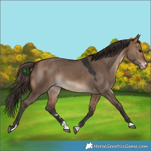 Horse Color:Bay Dun Skewed Appaloosa 