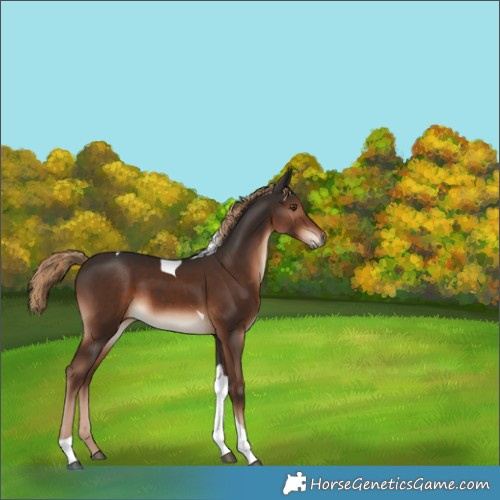 Horse Color:Liver Chestnut Tobiano