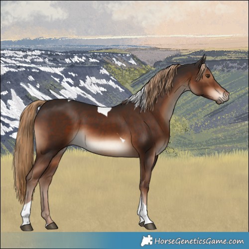 Horse Color:Liver Chestnut Tobiano 