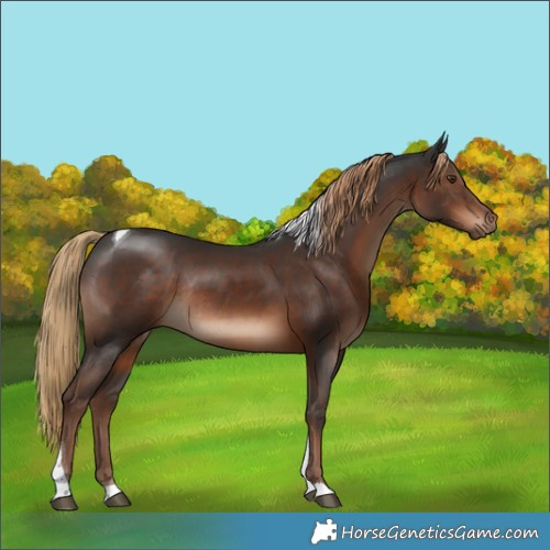 Horse Color:Liver Chestnut Tobiano Rabicano