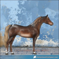 Horse Color:Liver Chestnut Tobiano Rabicano 