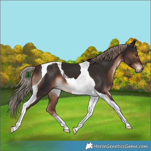 Horse Color:Liver Chestnut Tobiano 