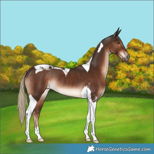Horse Color:Liver Chestnut Tobiano Rabicano 