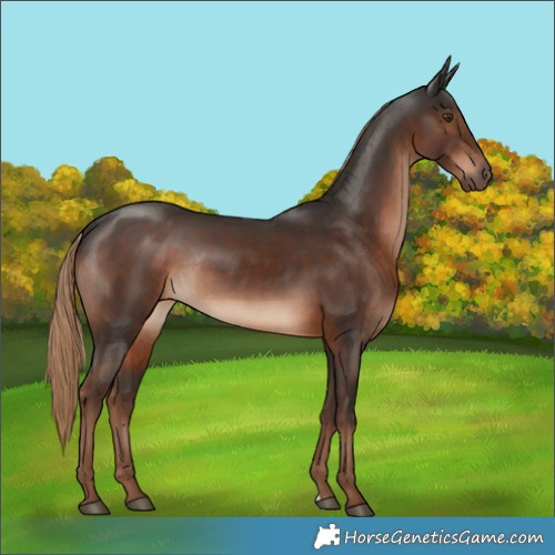 Horse Color:Liver Chestnut Rabicano 