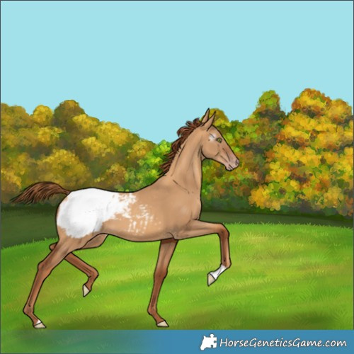 Horse Color:Gray Gold Champagne Dun Appaloosa