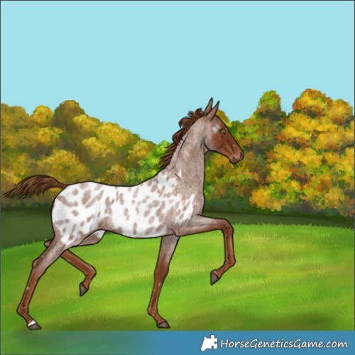 Horse Color:Gray Red Roan Appaloosa 
