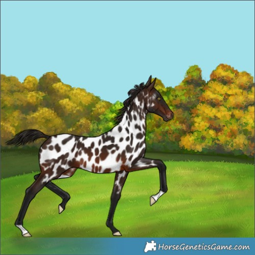 Horse Color:Gray Bay Appaloosa 