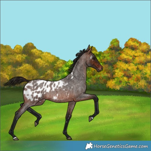 Horse Color:Gray Bay Roan Appaloosa 