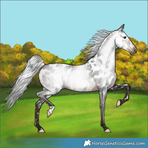 Horse Color:Gray Bay Near Leopard 