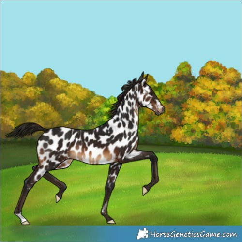 Horse Color:Gray Bay Appaloosa 