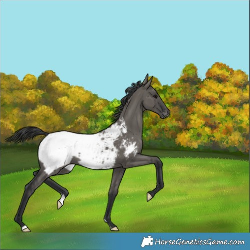 Horse Color:Grullo Appaloosa 