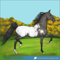 Horse Color:Grullo Snowcap