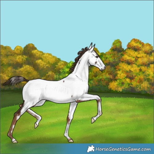 Horse Color:Gray Chestnut Appaloosa 