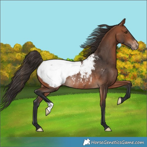 Horse Color:Bay Appaloosa Rabicano 