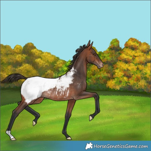 Horse Color:Bay Appaloosa Rabicano 