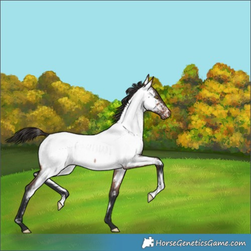Horse Color:Bay Roan Appaloosa 