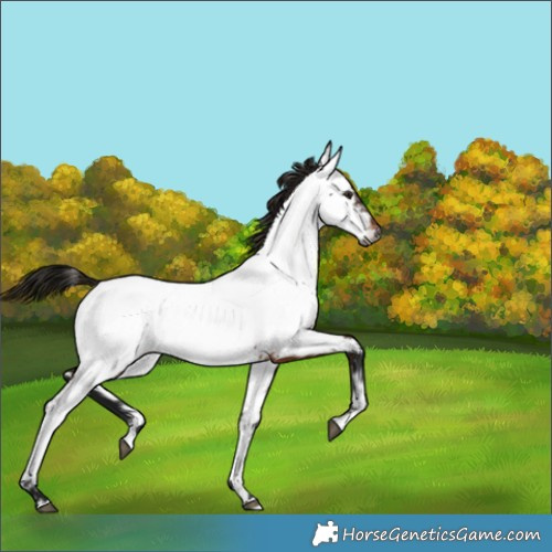 Horse Color:Gray Bay Appaloosa 
