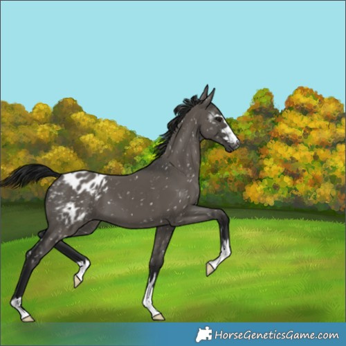 Horse Color:Gray Grullo Appaloosa