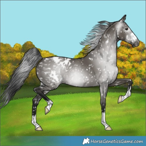 Horse Color:Gray Grullo Blanket 