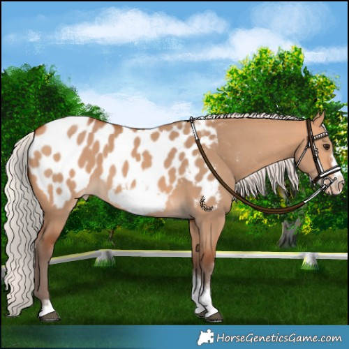 Horse Color:Silver Bay Dun Sabino Tobiano Frame Appaloosa Rabicano