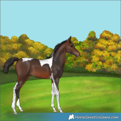 Horse Color:Brown Tobiano 