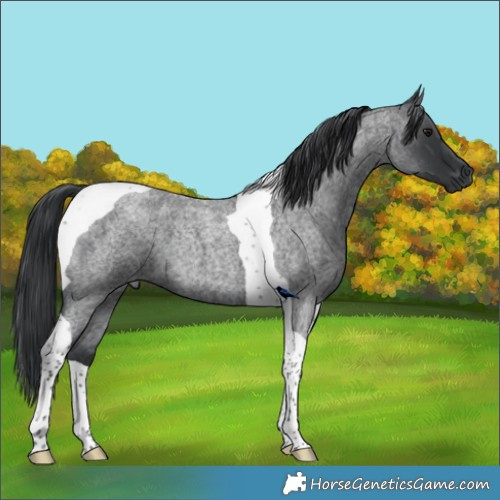 Horse Color:Blue Roan Tobiano