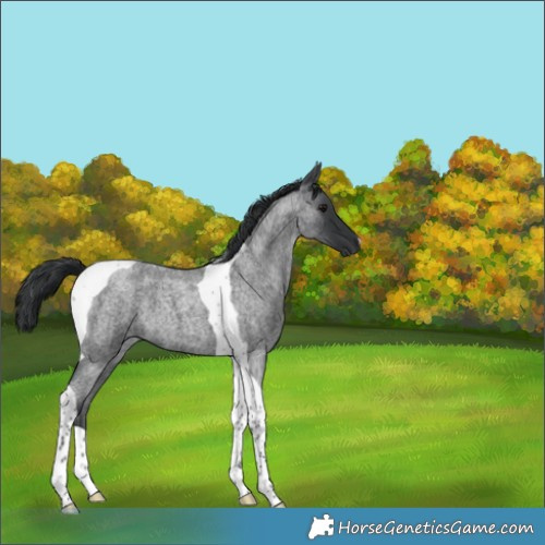 Horse Color:Blue Roan Tobiano 