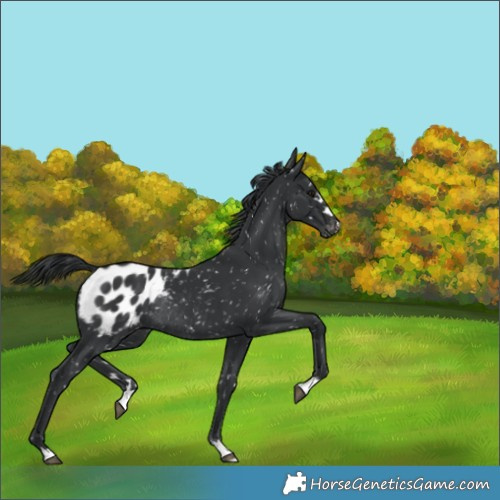 Horse Color:Black Appaloosa Rabicano