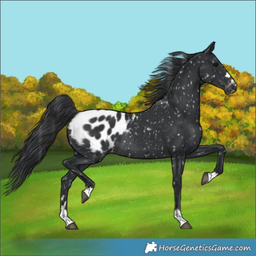 Horse Color:Black Appaloosa Rabicano 