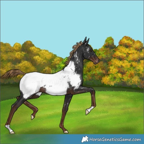 Horse Color:Gray Liver Chestnut Appaloosa Rabicano 