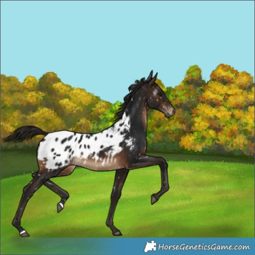 Horse Color:Gray Bay Appaloosa