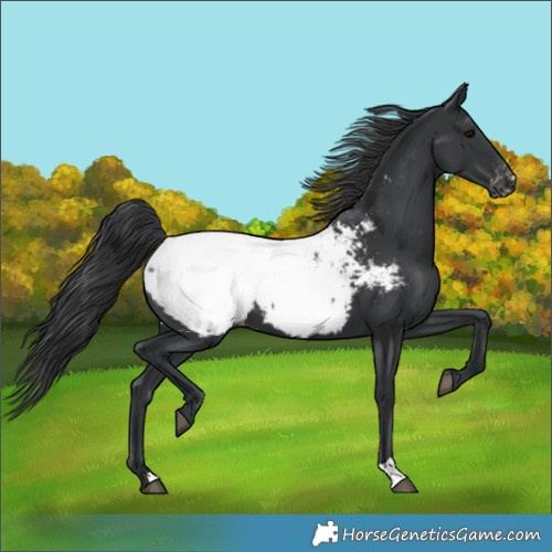 Horse Color:Black Appaloosa 