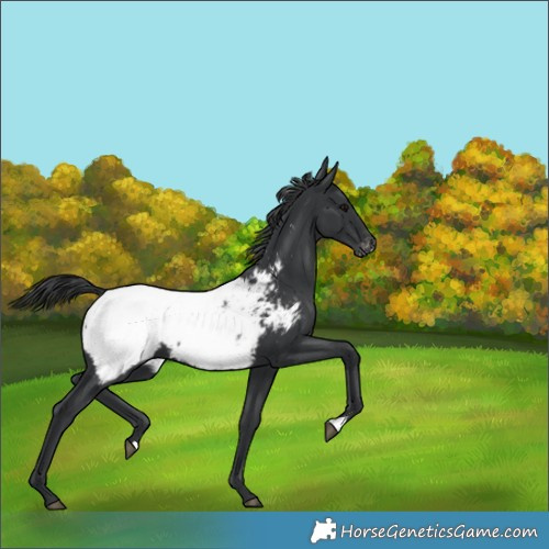Horse Color:Black Appaloosa