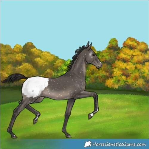 Horse Color:Gray Grullo Appaloosa 