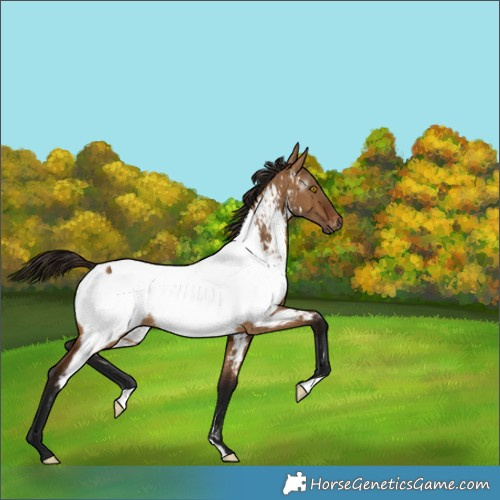 Horse Color:Gray Bay Dun Appaloosa