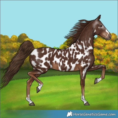 Horse Color:Gray Chestnut Appaloosa 